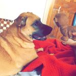 Rex Clark - @indominus_rex69 - Instagram