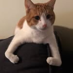 Rex Coffey Bucacci - @iamrexhearmemeow - Instagram