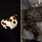 🐶Rex & Cricket🐱 - @rexandcricket - Instagram