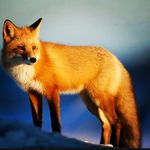 Curtis Rex - @curtis.rex.7 - Instagram