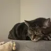 rex.dili - @rex.dili - TikTok