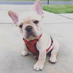 Rex Edwards - @bonjouritsrex - Instagram