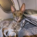 Erickson💗 - @erickson.the.cornish.rex - Instagram