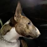 Rex Estrada - @the_bullterrier_club_official - Instagram