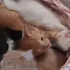 Rextheman - @rex.is.the.man - TikTok