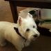 Rex Fields - Facebook