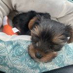 Rex Leroy Fields - @apup.named.rex - Instagram