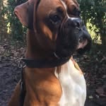Rex Fitzgerald - @rex_the_boxer_aka_foufous - Instagram