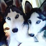 Frank🐺 y Rex🐺 - @rex_frank_15 - Instagram