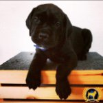 WRX (Rex) Giles - @wrxthecanecorso - Instagram