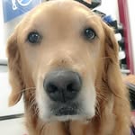 Rex Givens - @hemi_service_dog56 - Instagram