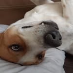 Rex gomez - @rex_corazon_de_leon - Instagram