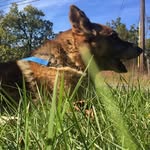 Rex “The Stud” Gomez - @rex.gomezz - Instagram