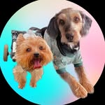 Toby Y Rex Gómez - @aventurastobyrex - Instagram