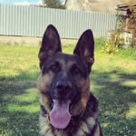 Ilko Viktoria - @_rex_good_dog - Instagram