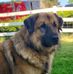 Rex a good boy - Facebook