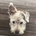 @rex_good_boy - Instagram