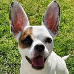 Rex Gutierrez - @rexwithbigears - Instagram