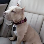 Rex Harvey - @rex_prettyboi - Instagram