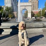 Rex Hunter Harvey - @rexthenycdoodle - Instagram