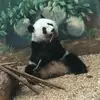 rex_greenholtvernice - @rex_greenholtvern - TikTok