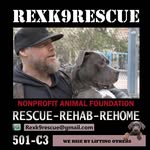 Rex Hughes - @rexk9rescue - Instagram