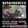 Rex Hughes - @rexhughesdogtrainer - TikTok