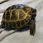 Rex the turtle🐢❤ - @rex_hughes_ - Instagram