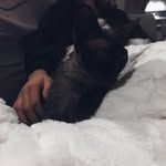 Sir Humphrey - @humphreythedevonrex - Instagram