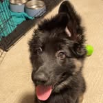 Rex Jameson Markle - @rexthegermanshep - Instagram