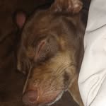 Rex juarez - @elijahsdog12 - Instagram
