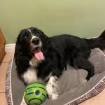 Rex kelly🐶🐾 - @rexkelly2022 - Instagram