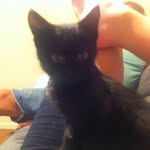 Rex Kelly - @rex_the_cat16 - Instagram