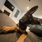 Rex Kidder - @rex_is_the_best_dogever - Instagram