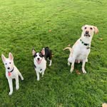 Atticus Rex, Kirby, Ghost - @atticus_kirby_ghost - Instagram