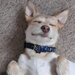 Rex the Patterjack - @rexthanosowenkirby - Instagram