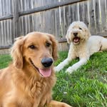 Rex & Kirk - @thepalaiopups - Instagram