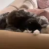 Rex kitty - @rexkittty - TikTok