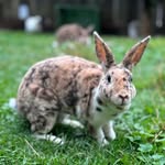 Klein Rex und Zwergwidder weiß blauauge - @kleinrex_und_zwergwidder_zucht - Instagram