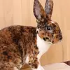 Kleinrex Kaninchen von Dalwig - @kleinrex.kaninche - TikTok