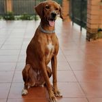 Rex - @rexodius_klein - Instagram