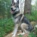 Yves "Rex" Klein von Taunus Tamaskan - Facebook