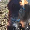 rexknepp - @rexknepp - TikTok