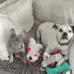Sir Bakiasurus-Rex and Hux the Earl of Knox 🐾🦖 - @baki_bulldog - Instagram