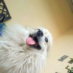 Pomeranio - @rex_kong_dog - Instagram