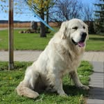 Esther Janzen - @lacy_dixie_rex - Instagram