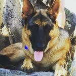 rex - @rexlambon - Instagram