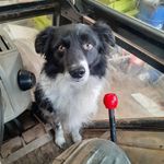 rexthesheepdog - @rexlambthesheepdog - Instagram