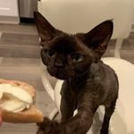DevonRex.RexLand-Cattery - @devonrex.rexland.usa - Instagram
