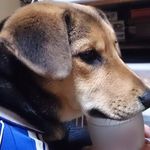 レックスランド－日帰老犬介護ホーム - @rexland_rex - Instagram